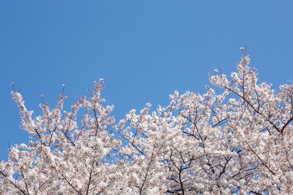吉野山の桜の見ごろと、３万本に増えた理由