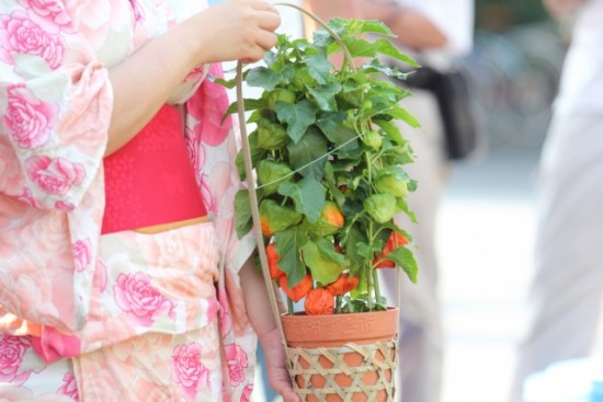 ほおずき市とは?由来と東京で人気の8名所