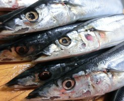 目黒のさんま祭りの由来と古典落語の興味深い話