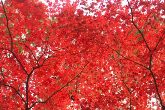 鎌倉の紅葉の時期と唯一ライトアップされる名所