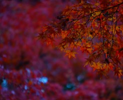 箱根の紅葉が美しい時期の見極め方と観るべき名所