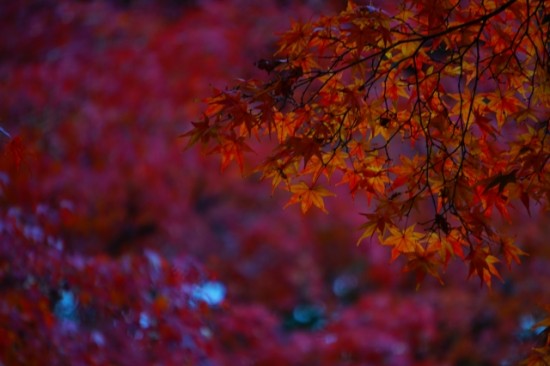 箱根の紅葉が美しい時期の見極め方と観るべき名所