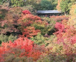 東福寺の紅葉ライトアップの時期と見ごろ