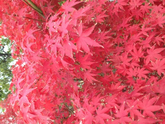 北野天満宮の紅葉ライトアップと見ごろに関して