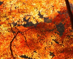 醍醐寺「紅葉の見ごろ」と「夜間ライトアップ」