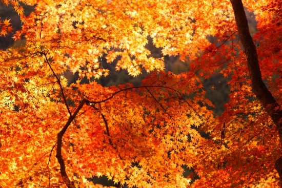 醍醐寺「紅葉の見ごろ」と「夜間ライトアップ」
