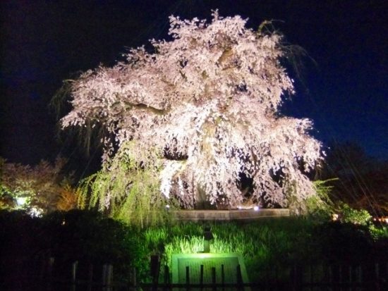 京都の桜名所27選、関西最高クラスの名所はココ