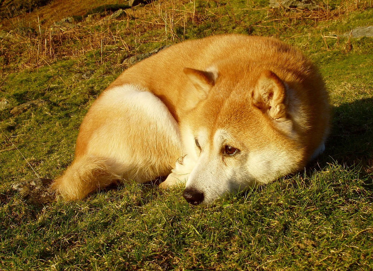 犬の年齢早見表網羅版 ダックス チワワ 柴犬 寿命などをまとめました きせまめどっとこむ