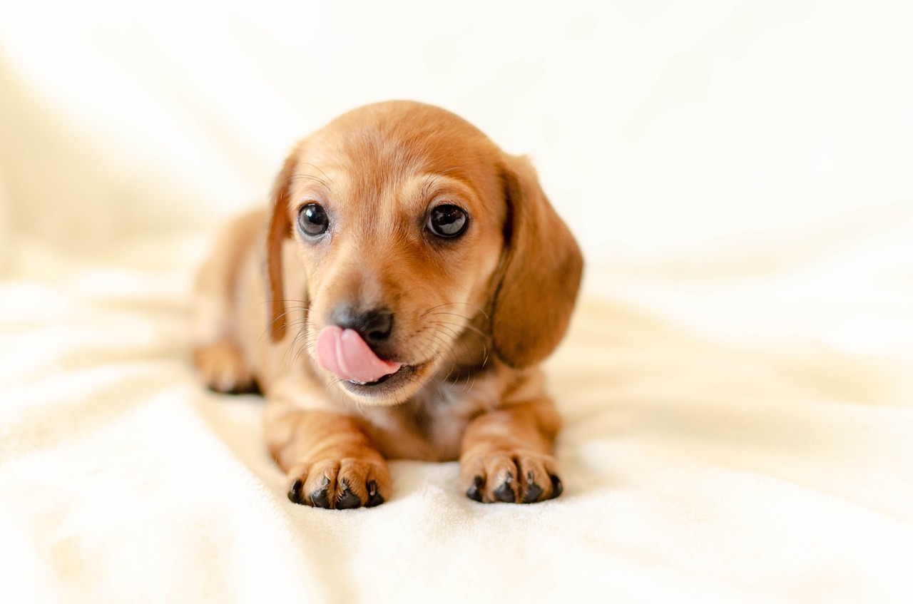 犬の年齢早見表網羅版 ダックス チワワ 柴犬 寿命などをまとめました きせまめどっとこむ