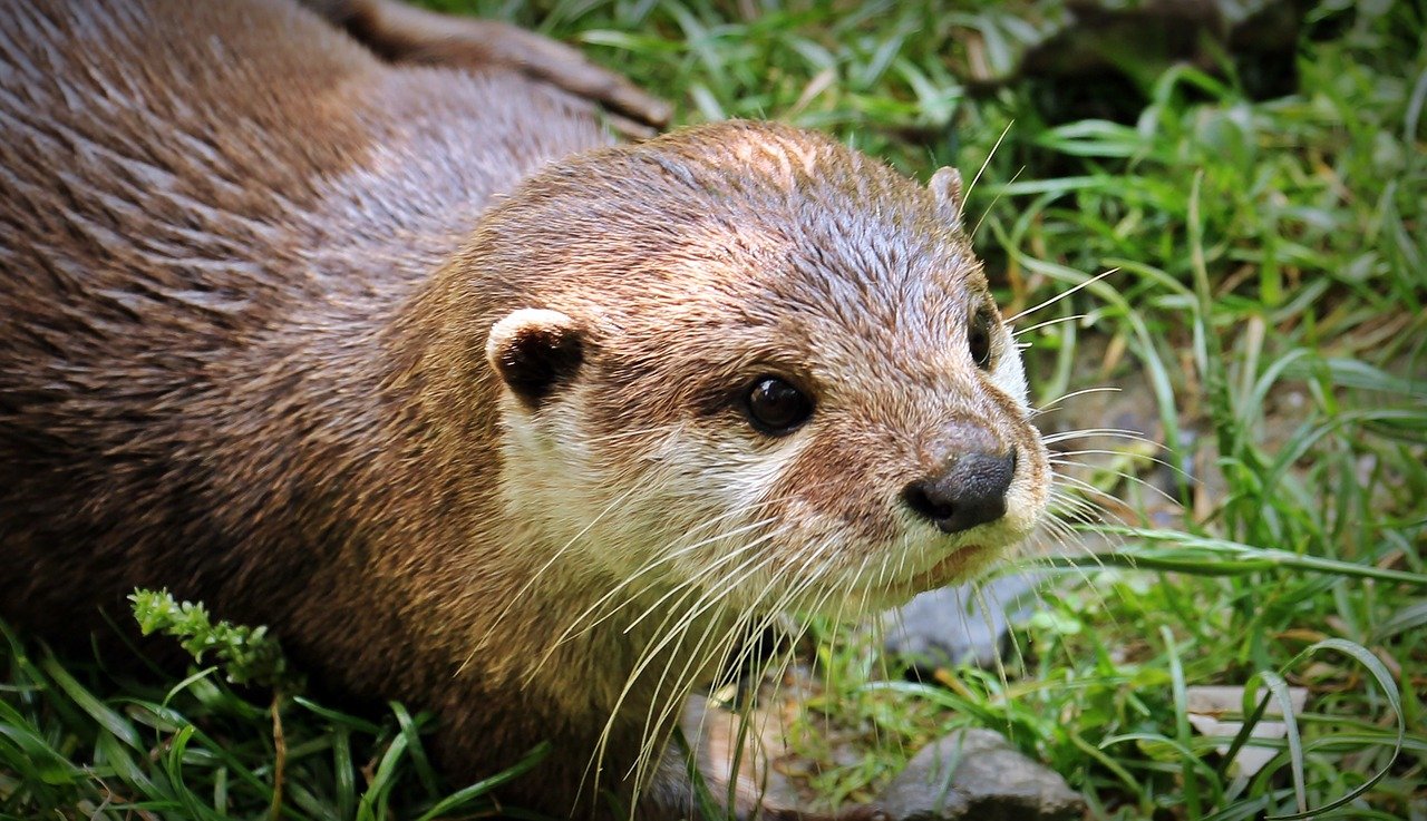 カワウソをペットで飼いたい 販売や値段 寿命について きせまめどっとこむ